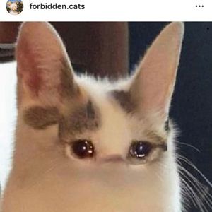 Meet your Posher, Ashlyn